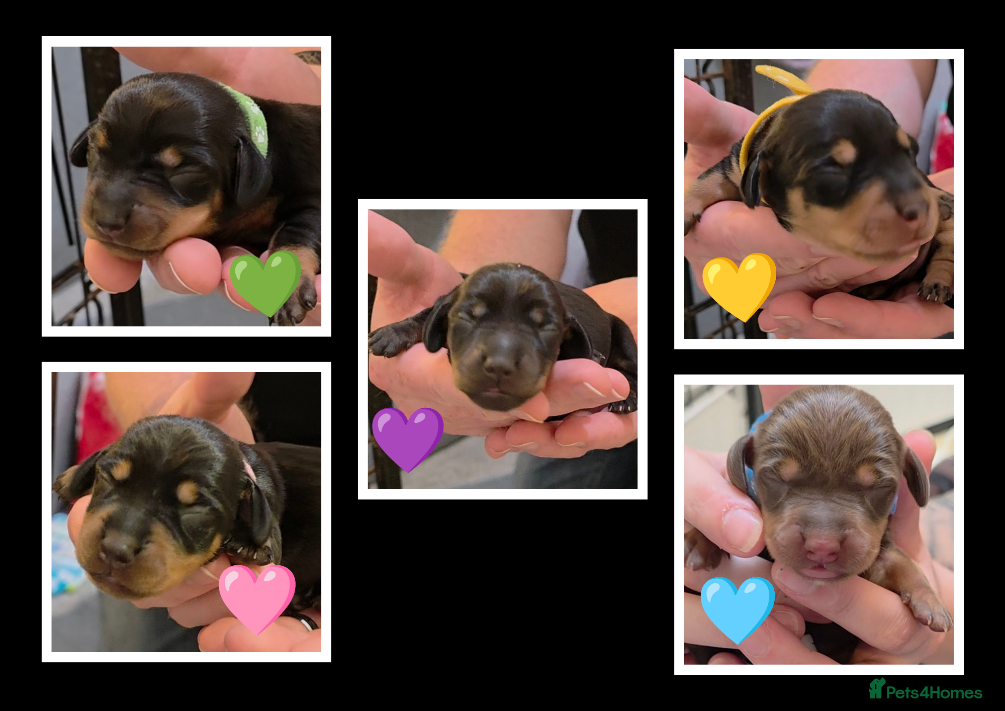 Miniature Dachshund dogs 🐾🐶 miniature Dachshund 🐶🐾 - Advert 6