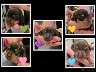 Miniature Dachshund dogs 🐾🐶 miniature Dachshund 🐶🐾 - Advert 6