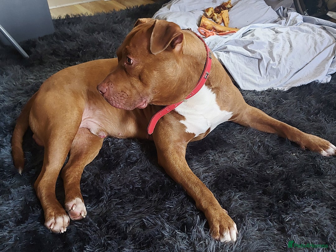 Mixed Breed dogs for stud: Cain corso/bull mastiff mix - Image 2