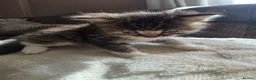 British Longhair cats for sale: Beautiful British long haired kittens - Advert 8