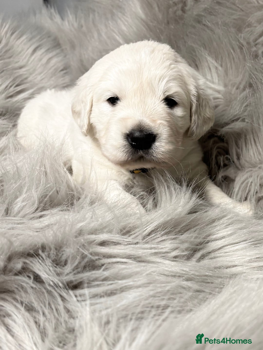 Golden Retriever dogs for sale: Gorgeous KC Reg Golden Retriever Puupies - Image 4