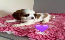 Cavalier King Charles Spaniel dogs for sale: Blenheim cavalier King Charles puppies - Image 1
