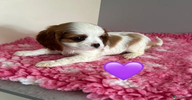 Cavalier King Charles Spaniel dogs - Advert 1