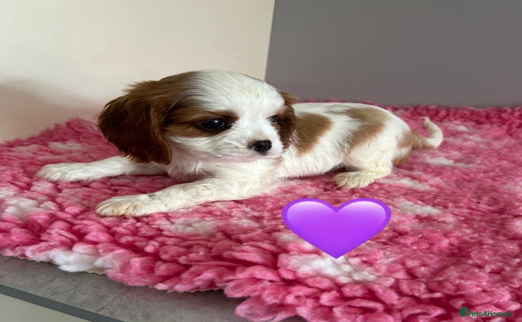 Cavalier King Charles Spaniel dogs - Advert 4