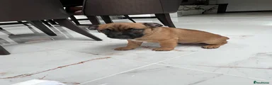 Mixed Breed Puppy 4