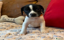 Springador dogs for sale: STUNNING SPRINGADOR PUPPIES  - Image 12