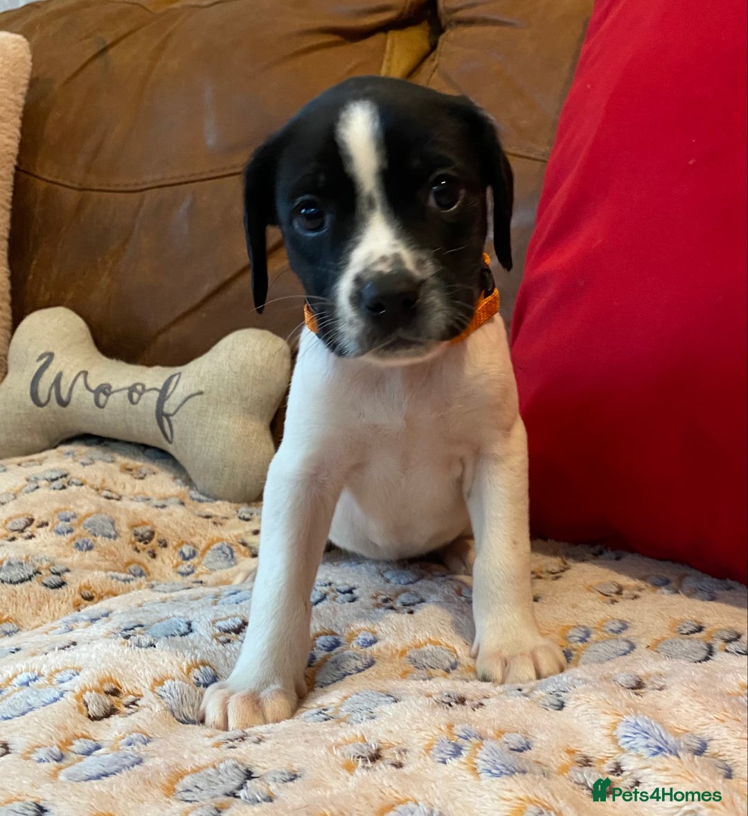 Springador dogs for sale: STUNNING SPRINGADOR PUPPIES  - Image 12