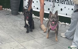 French Bulldog dogs for sale: Fluffy FrenchBulldogs - Image 11