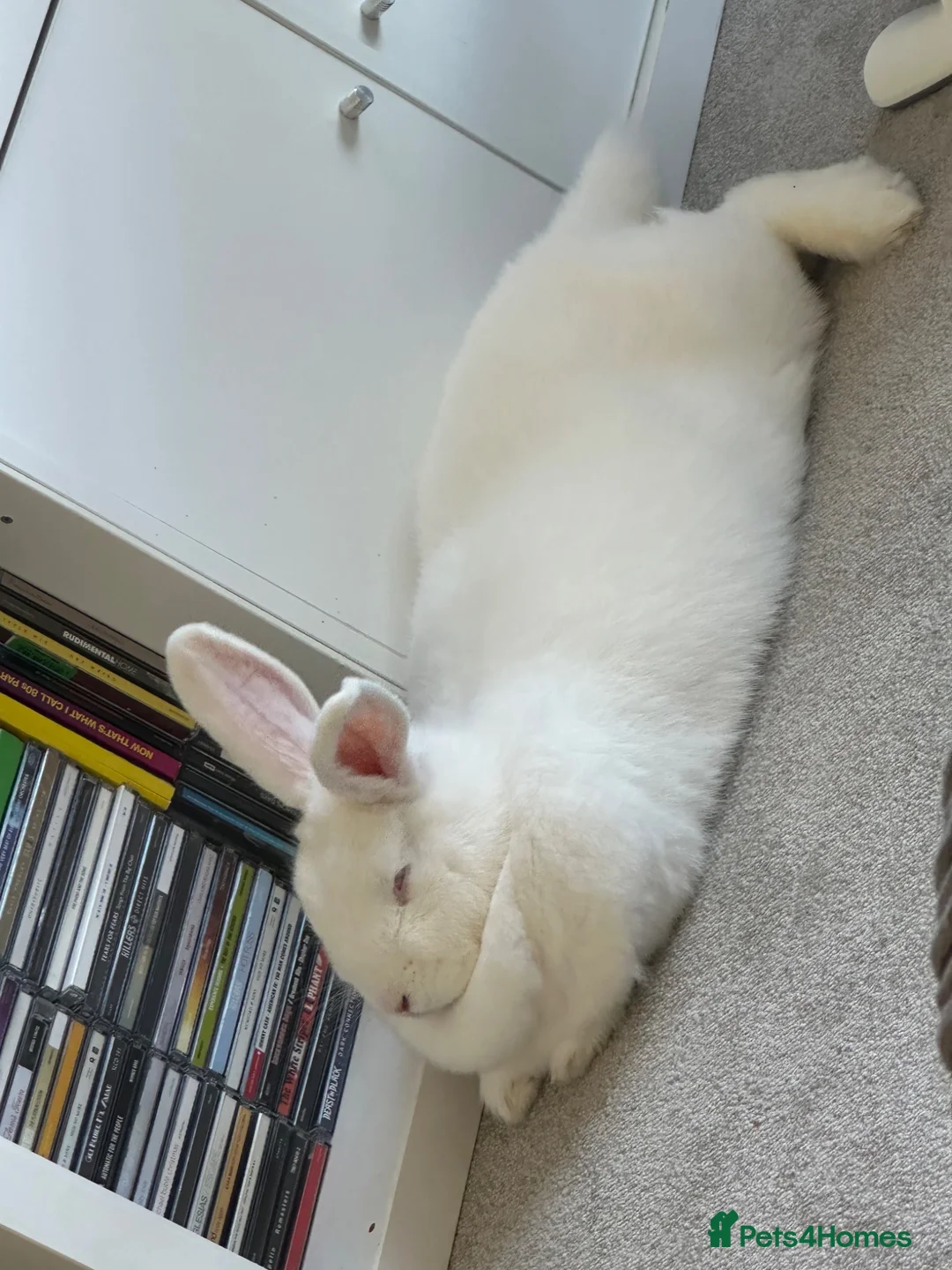 New Zealand rabbits for sale: Young New Zealand White Doe in Helston - Advert 2