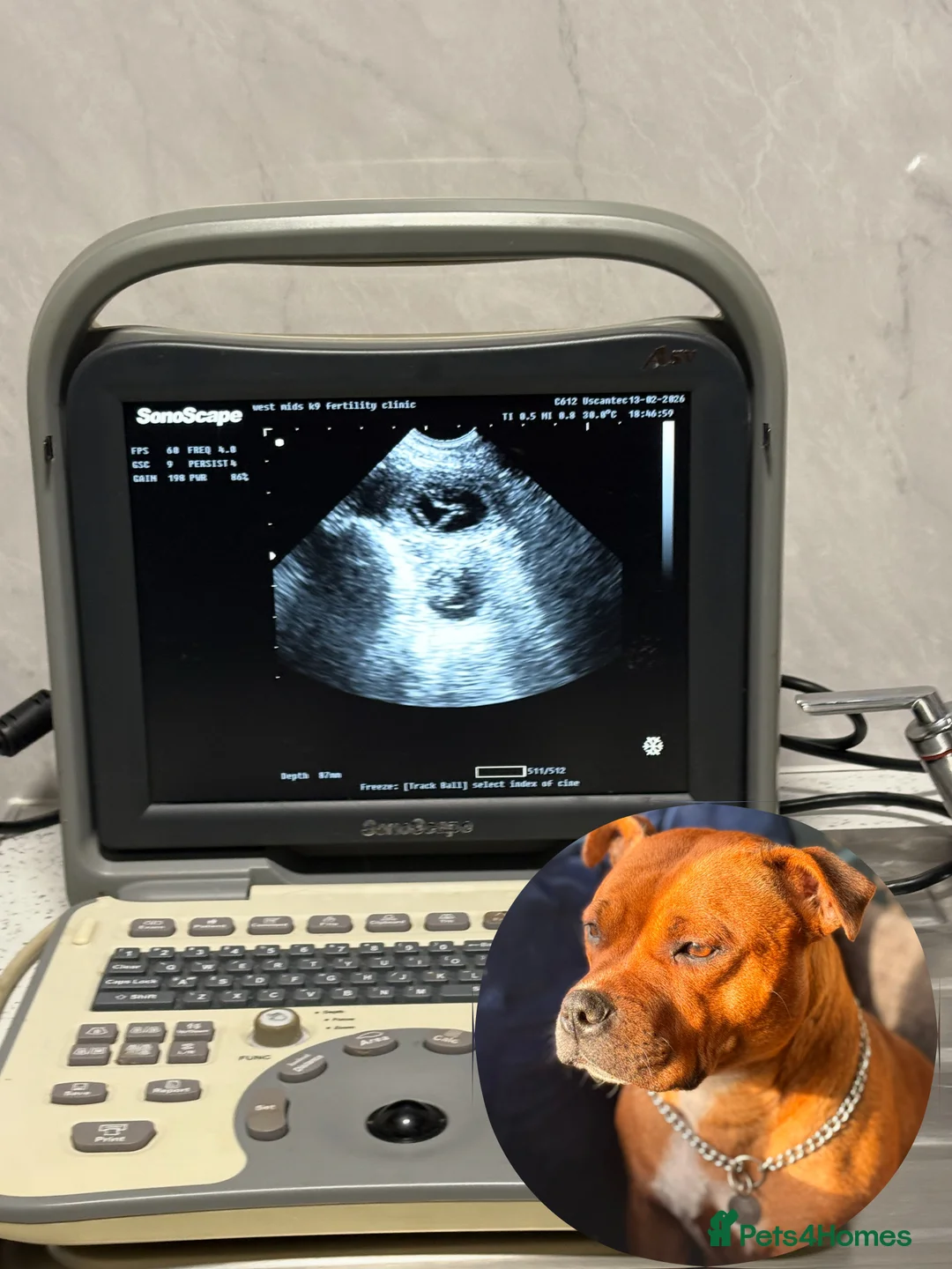 Staffordshire Bull Terrier dogs for sale: KC registered red Staffordshire bull terrier pups - Advert 2