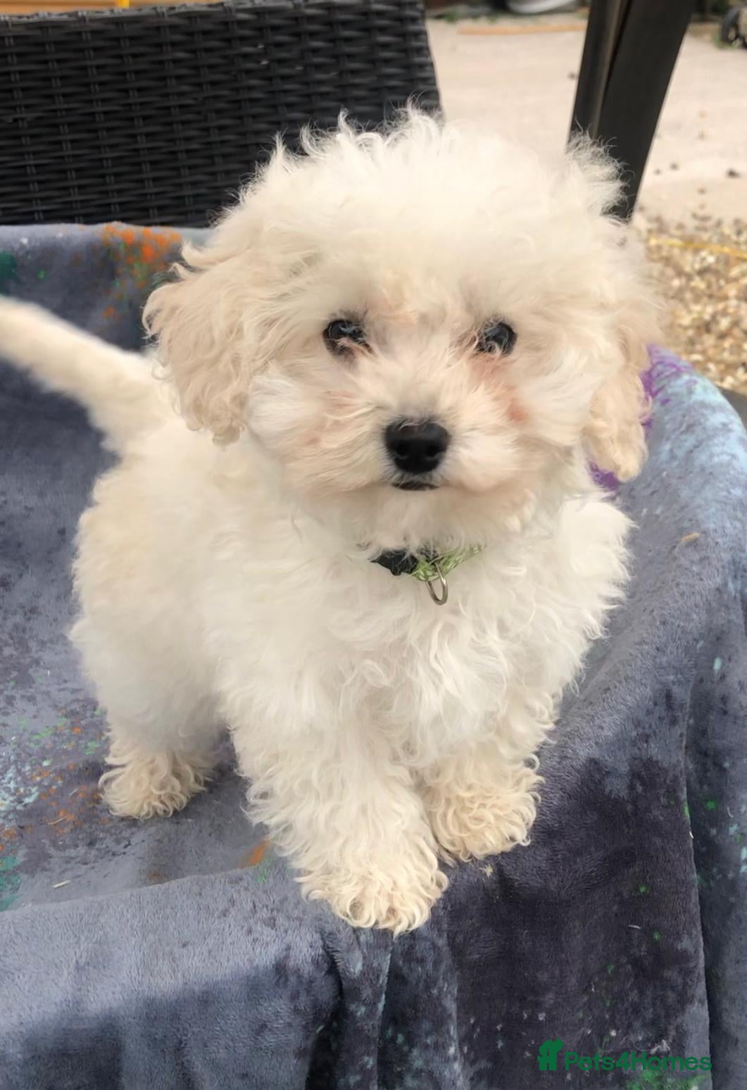 Maltipoo dogs 2 LEFT !!2X F1 CHAMPION BLOODLINE MALTIPOO PUPPYS - Advert 5