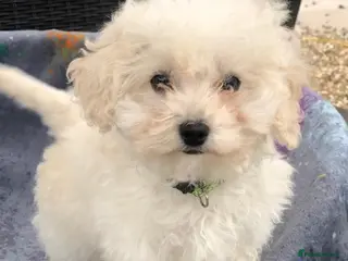 Maltipoo dogs 2 LEFT !!2X F1 CHAMPION BLOODLINE MALTIPOO PUPPYS - Advert 5