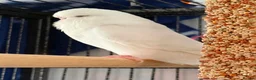 Budgerigars birds for sale: 4 young budgies and entire set up  in Newquay - Advert 2