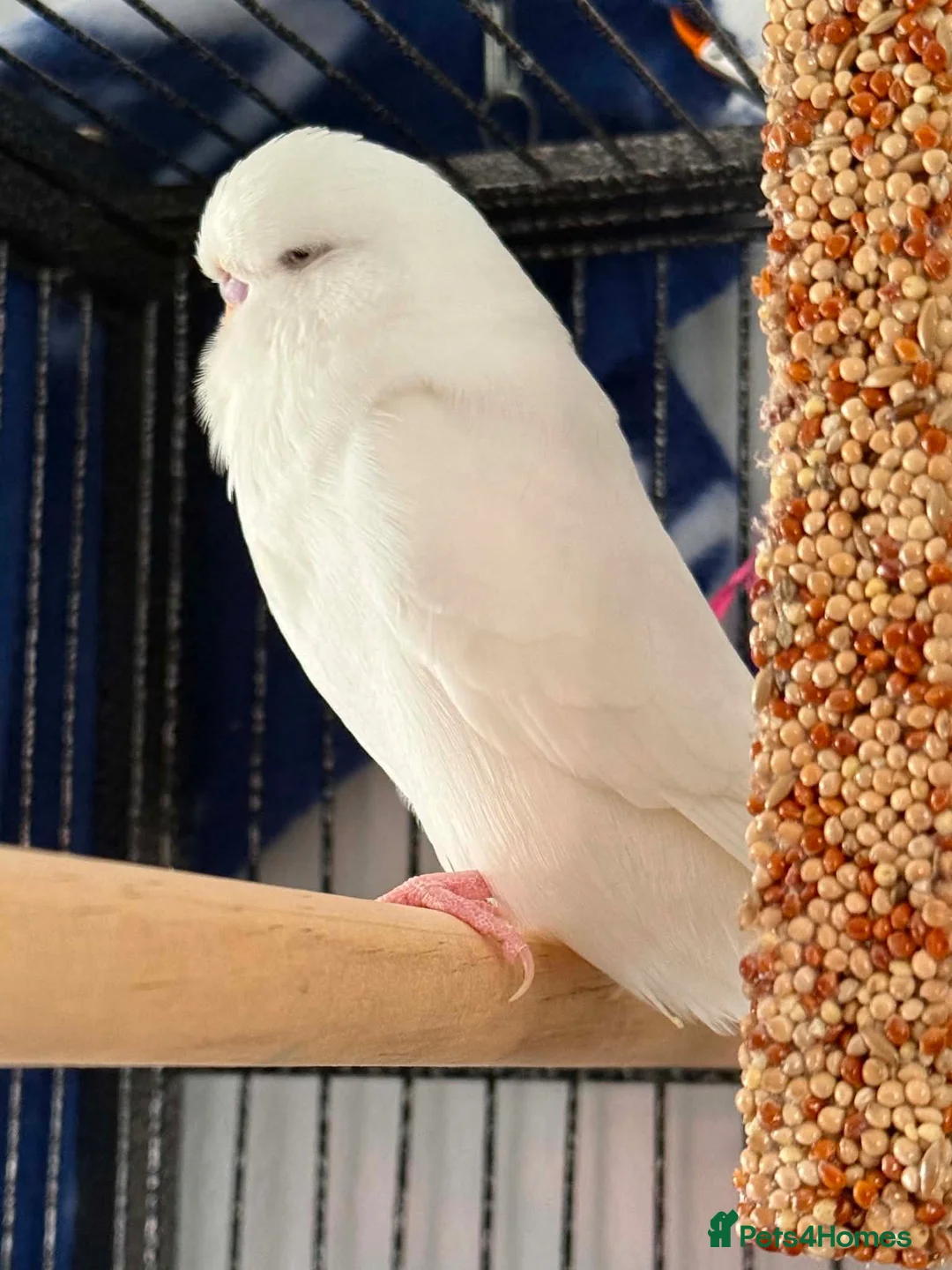 Budgerigars birds for sale: 4 young budgies and entire set up  in Newquay - Advert 2
