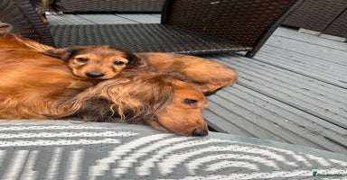 Dachshund dogs - Advert 4