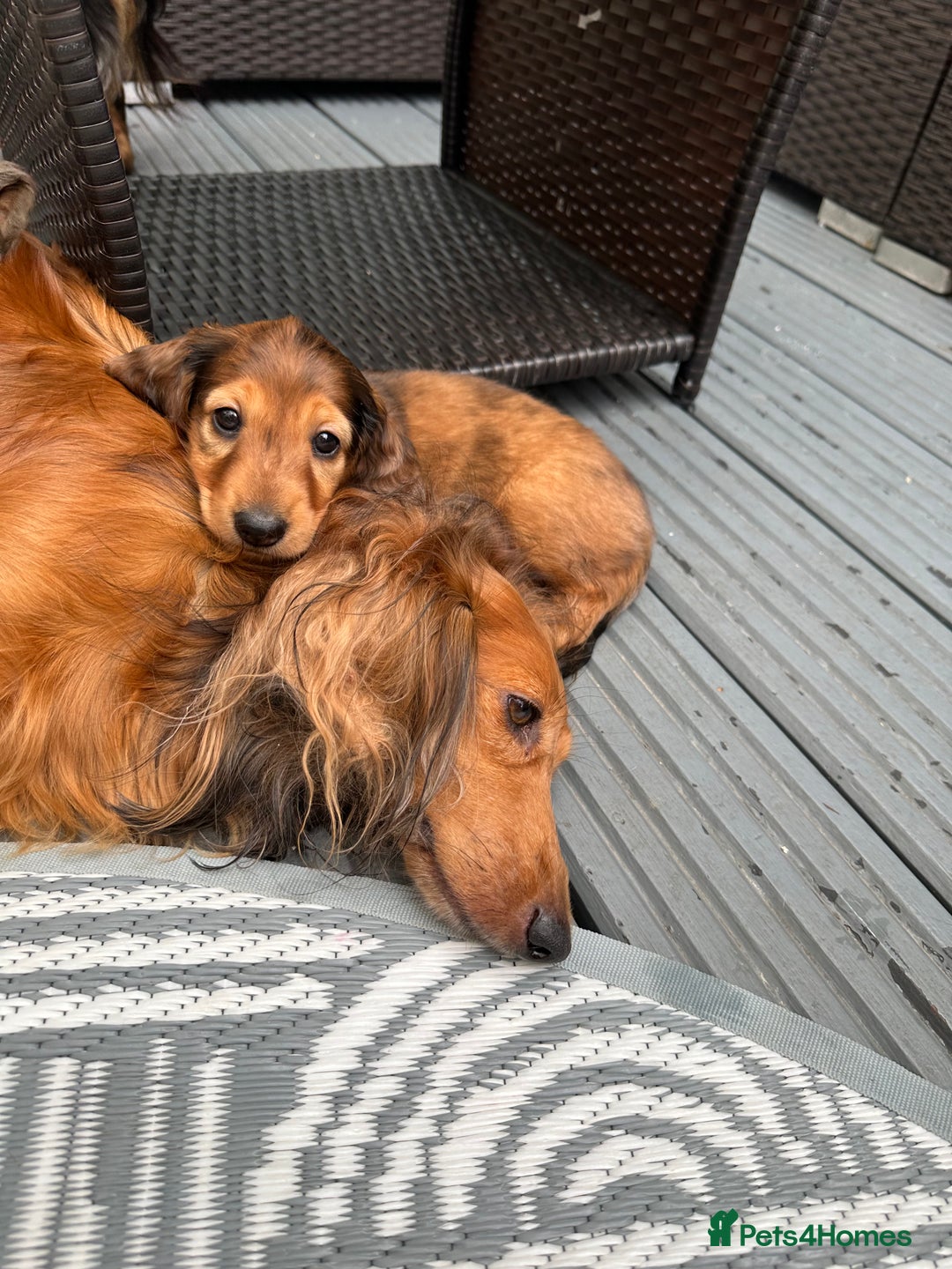 Dachshund dogs for sale: KC Registered Quality Mini Dachshunds long hair  - Image 12
