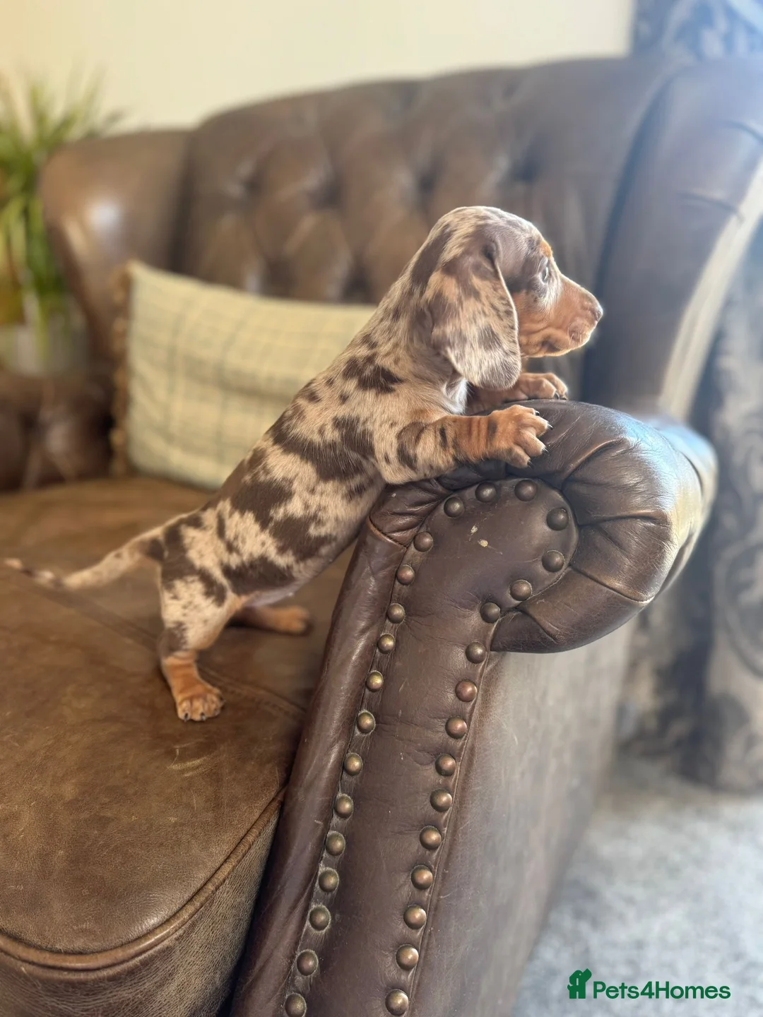 Miniature Dachshund dogs for sale: Miniature Dachshund Puppies  - Advert 1