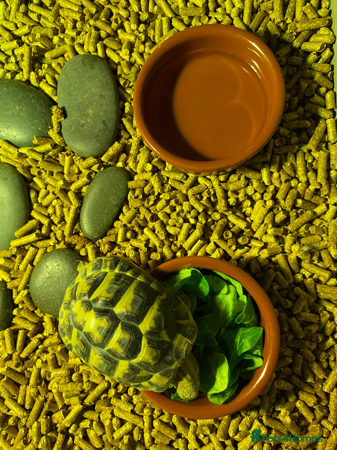 Tortoise reptiles for sale: 3yo Hermann’s tortoise with the whole set up - Advert 3