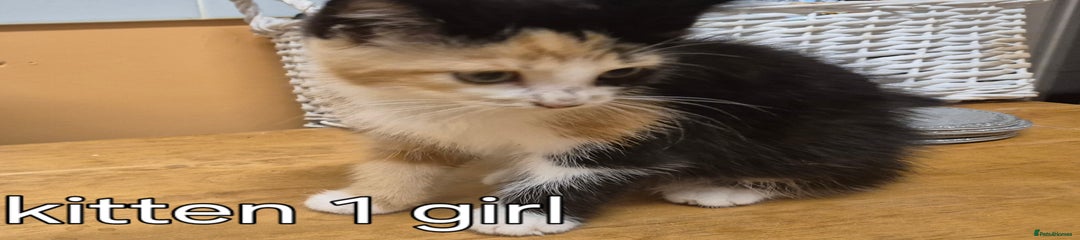 Ragdoll Kitten 1