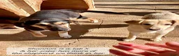 Mixed Breed dogs for adoption: Shannon, 6 months approx, Available for adoption. in Brixham - Advert 3
