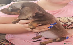 Miniature Dachshund dogs for sale: Miniature dachshund puppies  - Image 6