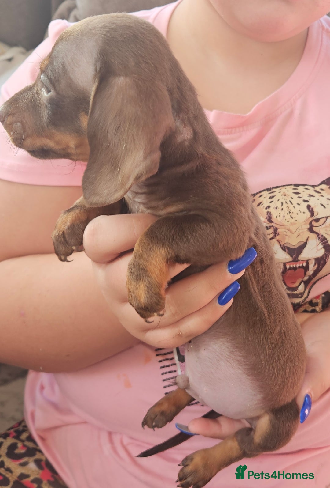Miniature Dachshund dogs for sale: Miniature dachshund puppies  - Image 6