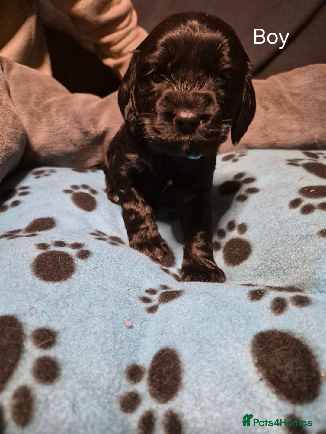 Mixed Breed dogs for sale: Sproker spaniel cross Cavalier King Charles  - Advert 8