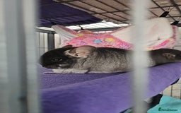 Chinchilla rodents for sale: 2 female chinchillas  - Image 2