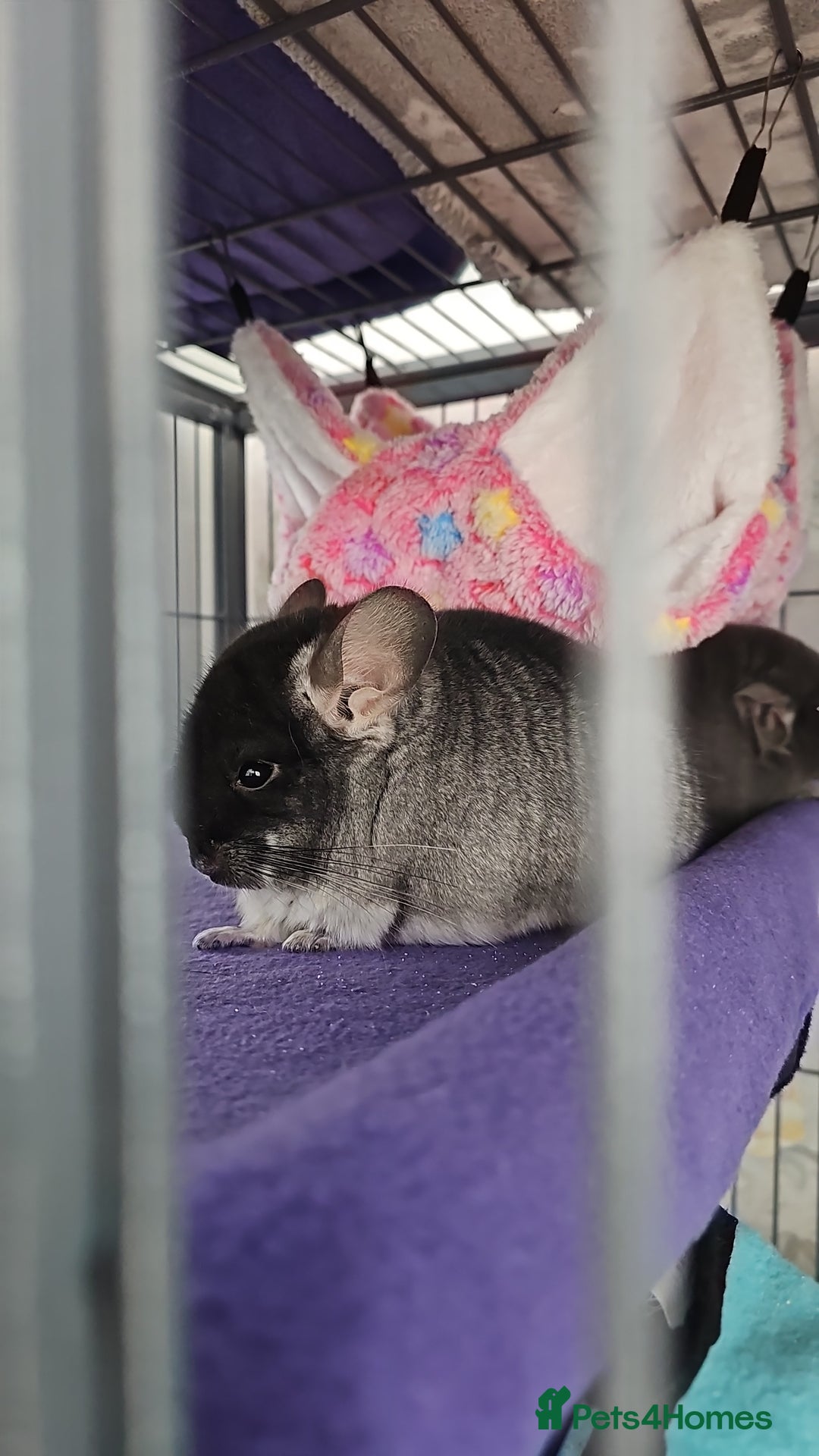 Chinchilla rodents for sale: 2 female chinchillas  - Image 2