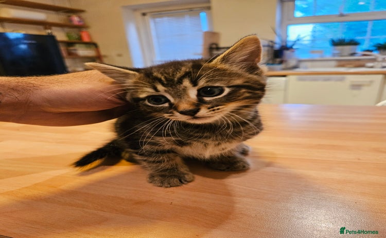 Mixed Breed cats - Advert 3