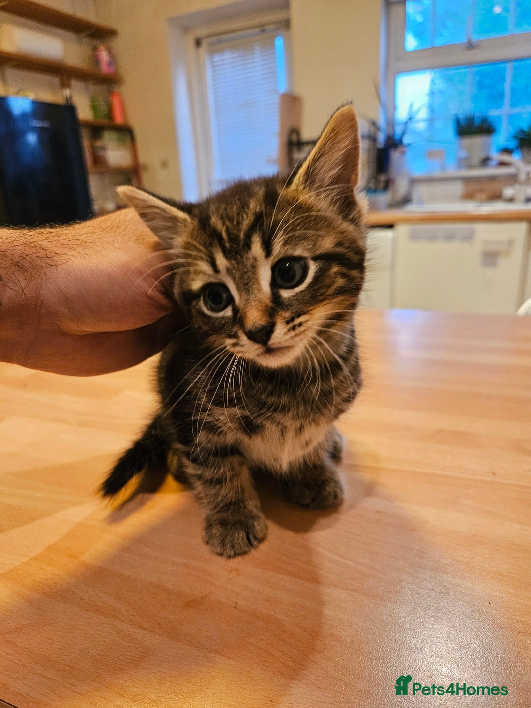 Mixed Breed cats for sale: Free kitten - Image 1
