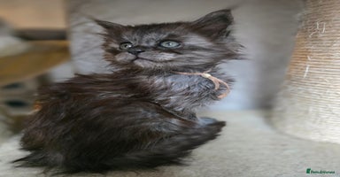 Maine Coon cats - Advert 1