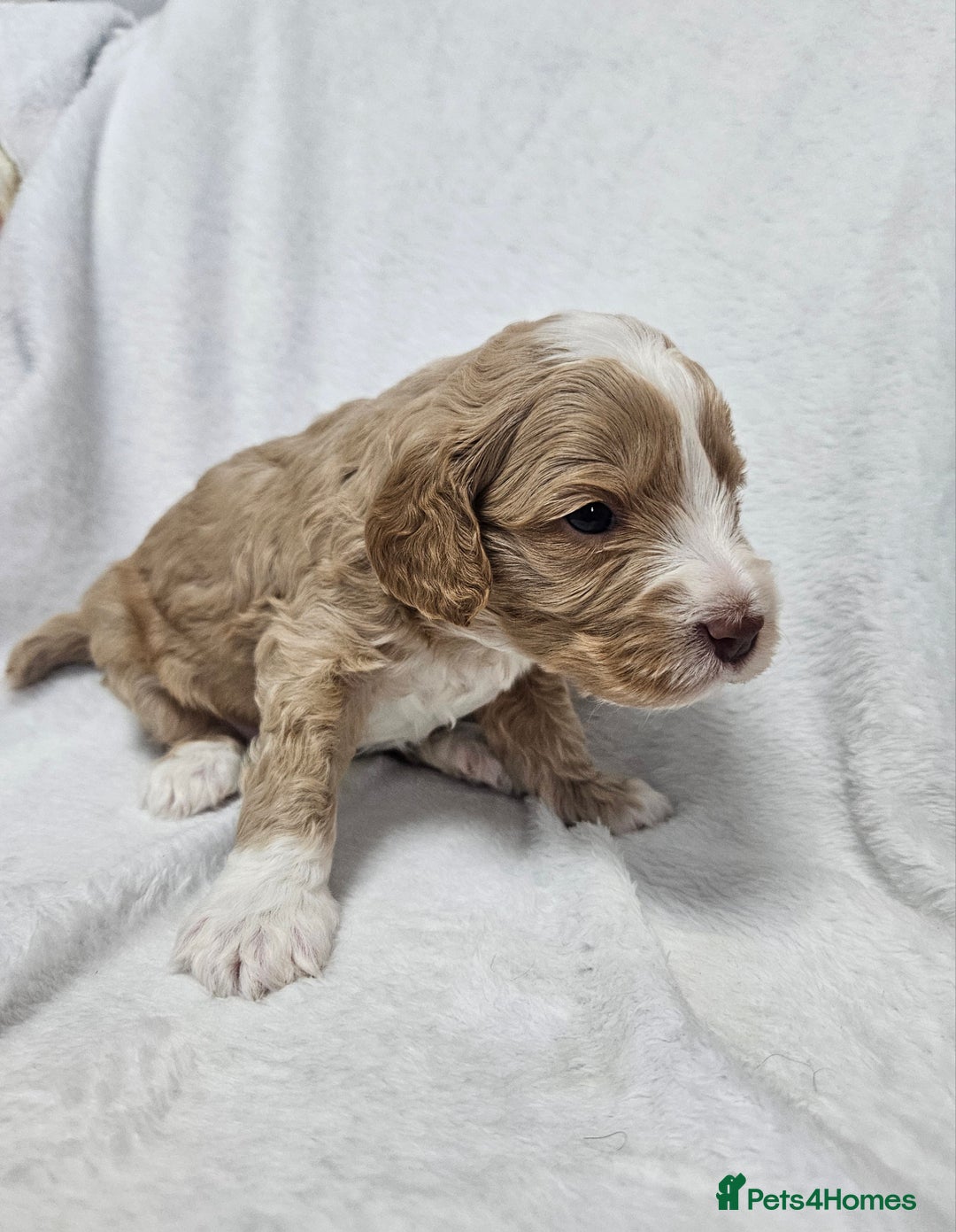 Australian Labradoodle dogs for sale: Australian Labradoodle Hybrid Puppies - Advert 3