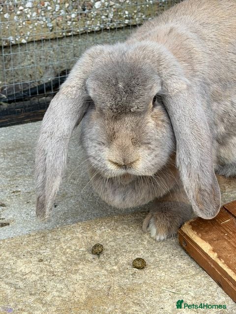 French Lop rabbits French lops  - Advert 9