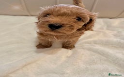 Cavapoochon dogs for sale: Premium Quality Teddy Toy Cavapoochons F1B - Advert 25