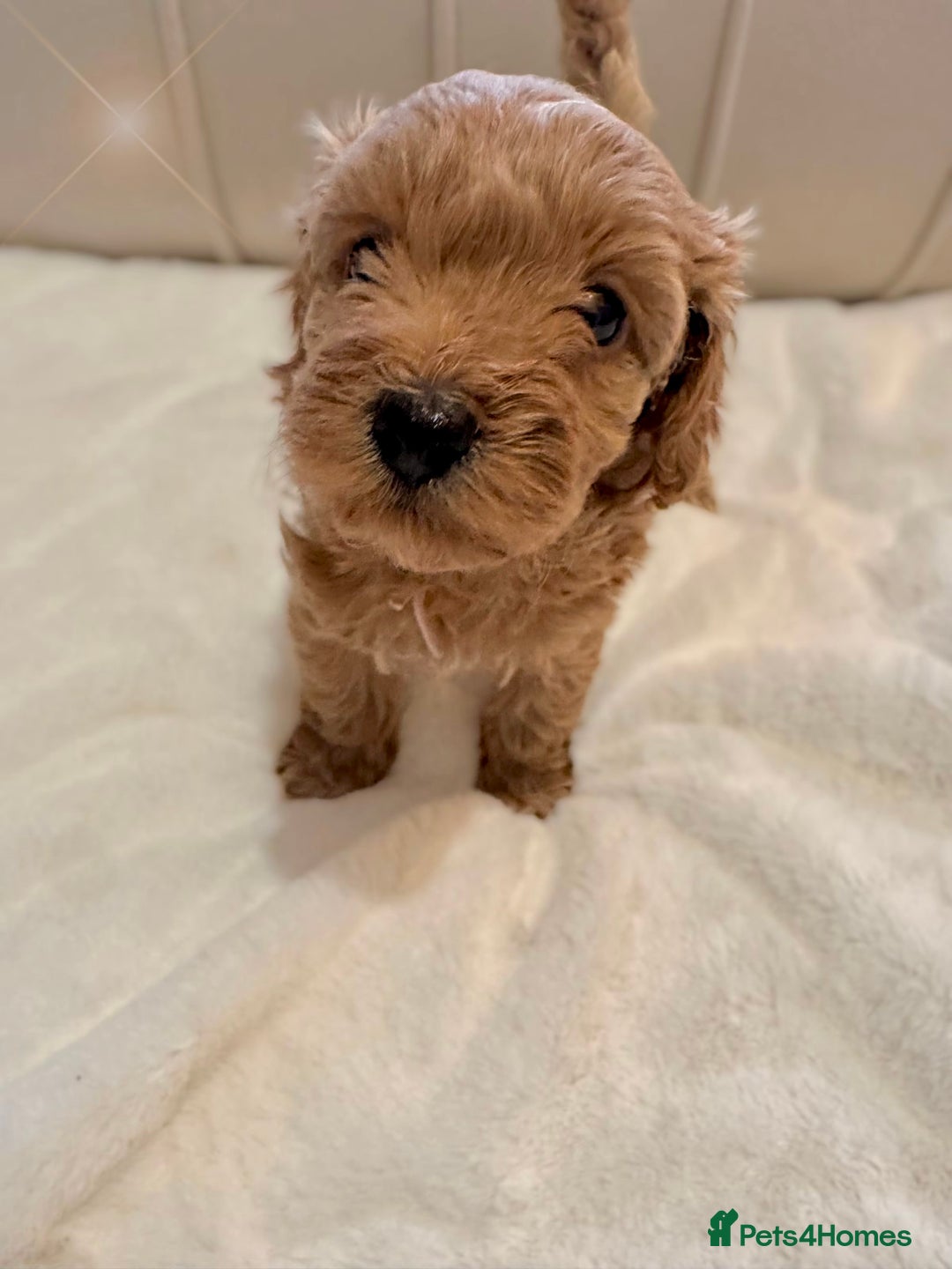 Cavapoochon dogs for sale: Premium Quality Teddy Toy Cavapoochons F1B - Advert 25