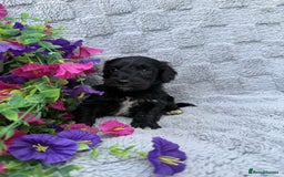 Cockapoo dogs for sale: F1 Showtype Cockapoo - Image 8