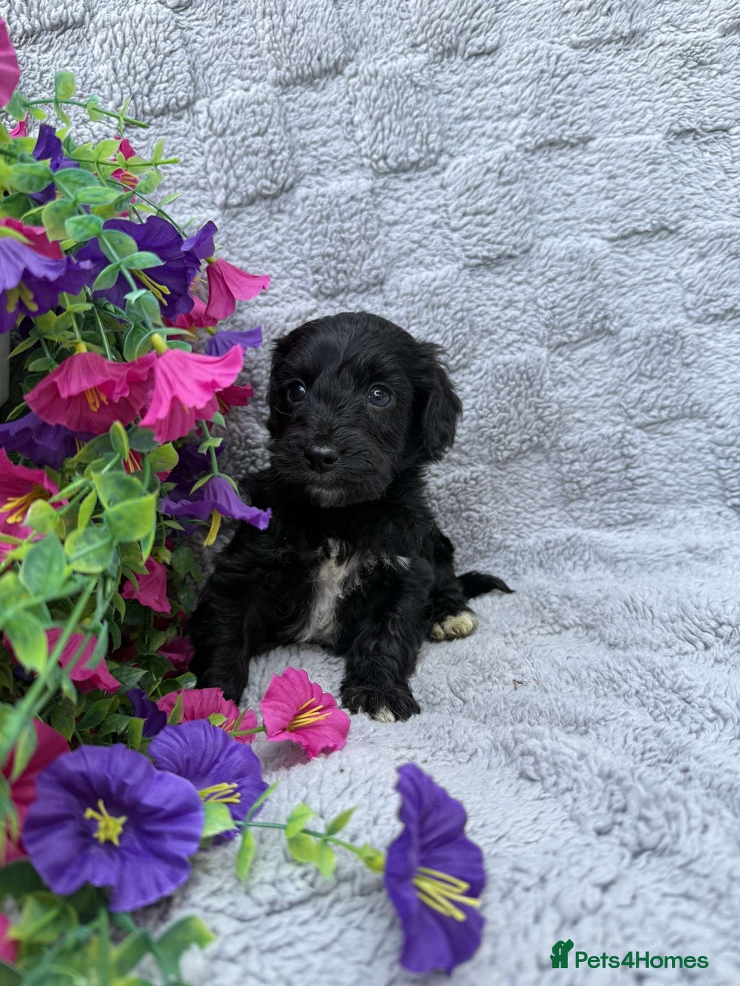 Cockapoo dogs for sale: F1 Showtype Cockapoo - Image 8