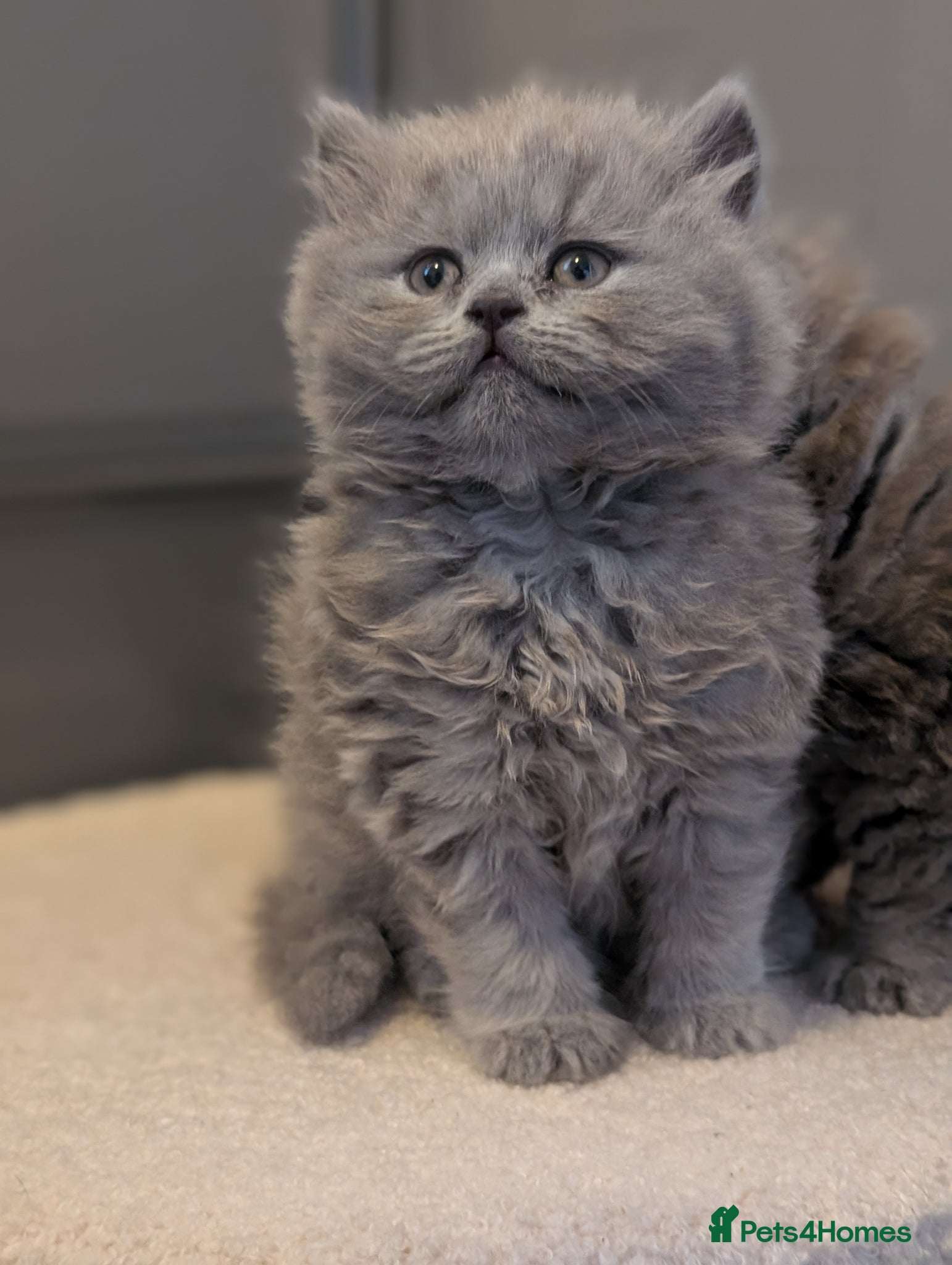 British Longhair cats British longhair and shorthair kittens  - Advert 20