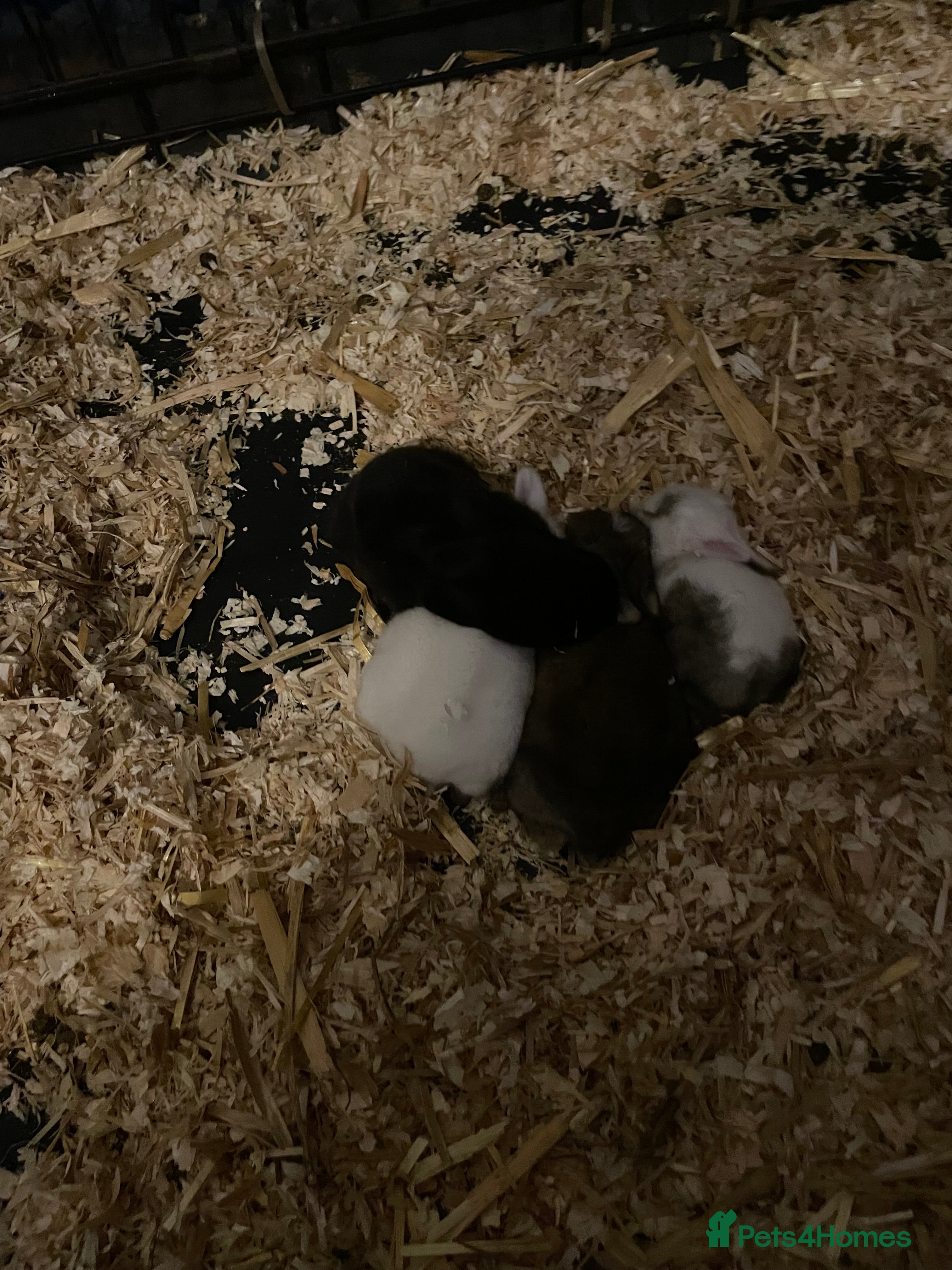 Mixed Breed rabbits Baby rabbits  in London - Advert 5