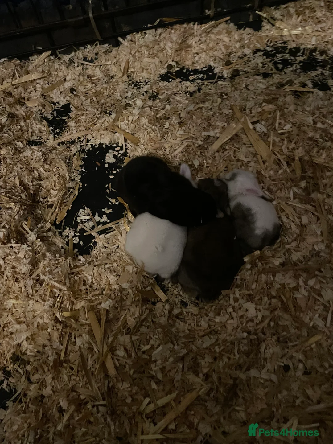 Mixed Breed rabbits for sale: Baby rabbits  in London - Advert 1