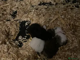 Mixed Breed rabbits Baby rabbits in London - Advert 1