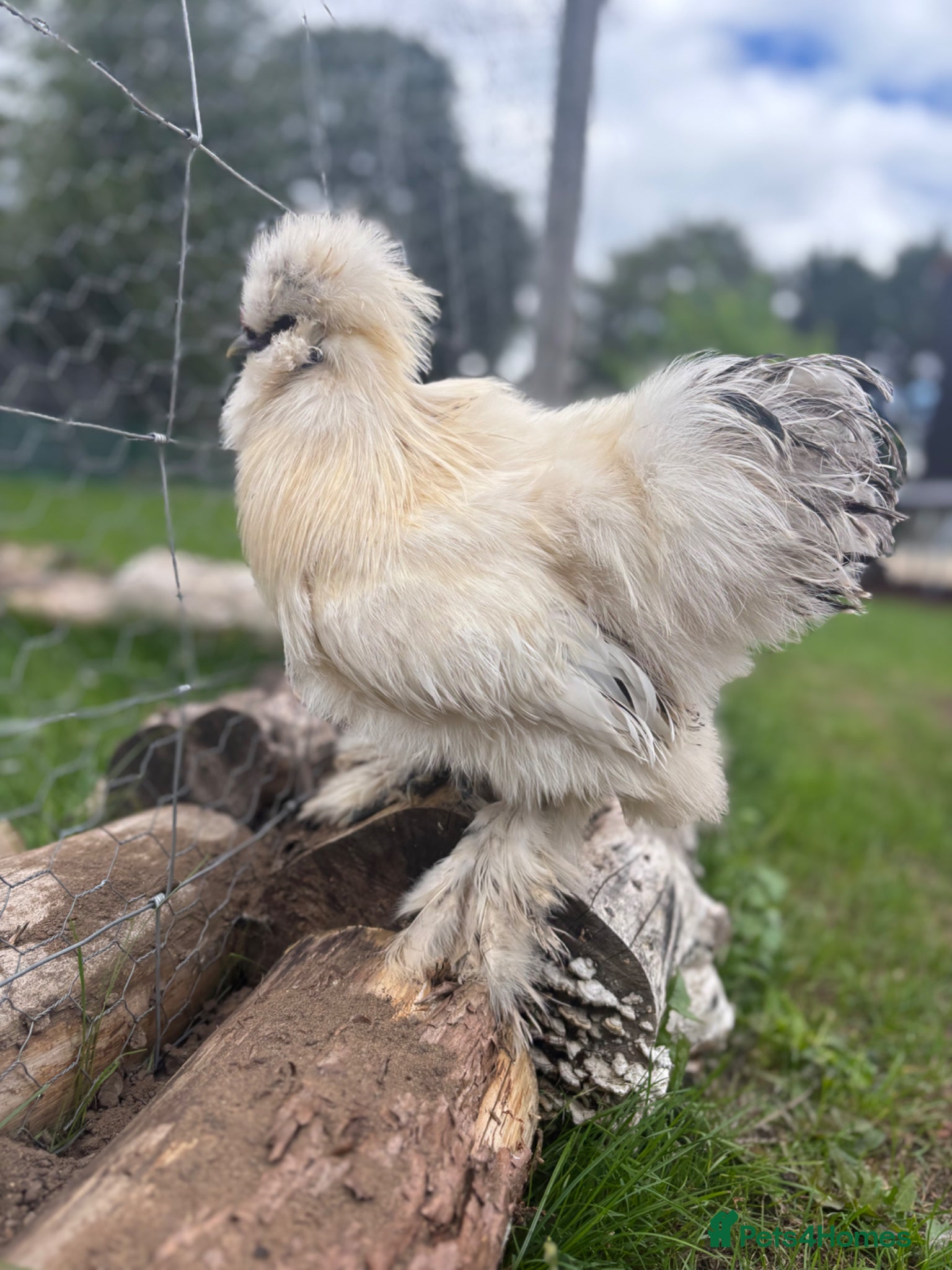 Chickens poultry Pure bred silkie cockerel  - Advert 14