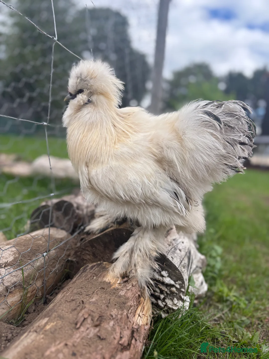 Chickens poultry for sale: Pure bred silkie cockerel  in Newark - Advert 1