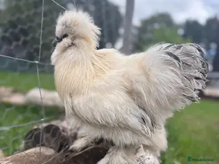Chickens poultry Pure bred silkie cockerel - Advert 14