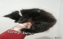 Mixed Breed cats for sale: Beautyfull fluffy kittens ragcoon - tuxedo cross  - Image 19