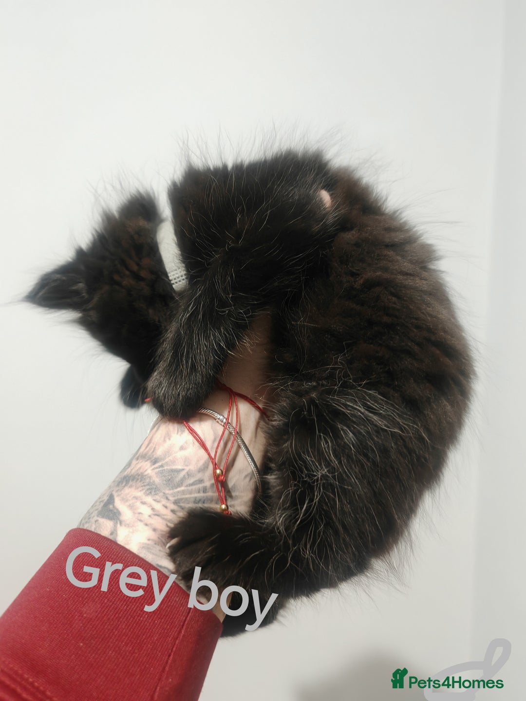 Mixed Breed cats for sale: Beautyfull fluffy kittens ragcoon - tuxedo cross  - Image 19