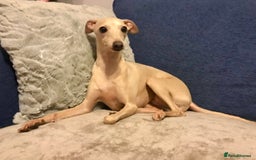 Italian Greyhound dogs for sale: Stunning dainty 1 year old neutered cream boy  - Image 3
