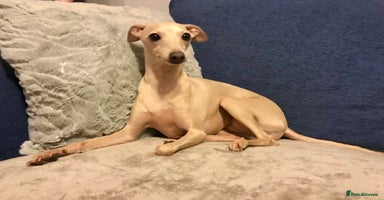 Italian Greyhound dogs - Advert 2