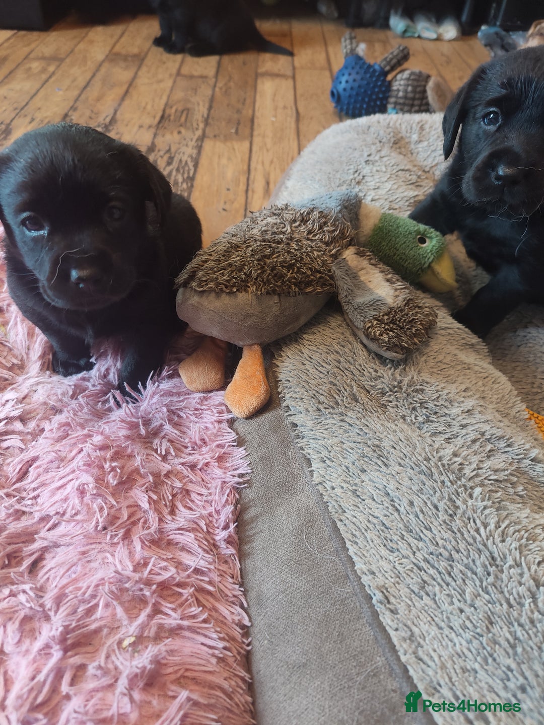 Labrador Retriever dogs for sale: Beautiful pedigree black Labrador pup's  - Image 4